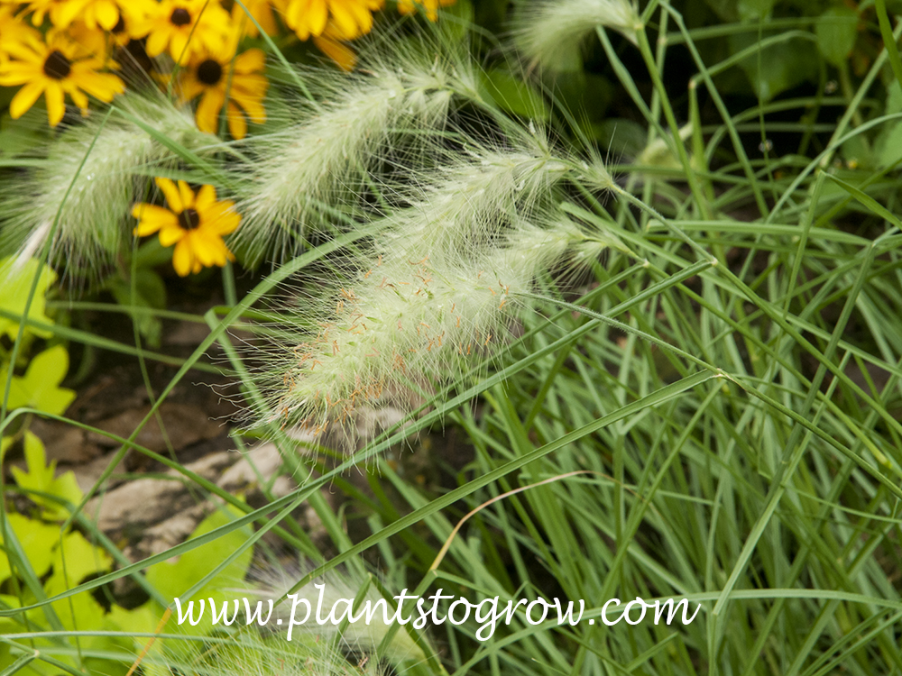 Feathertop Grass (Pennisetum villosum) has white fluffy, bottle brush-like flower.